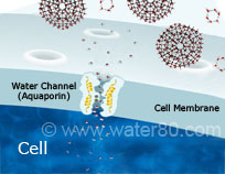 Small Water Clusters are Easily Unclustered and Hydrated by Aquaporin on Cell Membrane